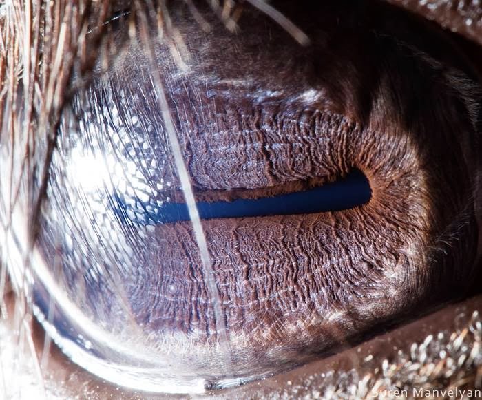 Cow - Animal Eye Photography by Suren Manvelyan