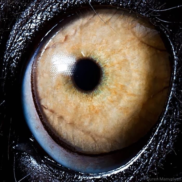 Lemur Catta - Animal Eye Photography by Suren Manvelyan