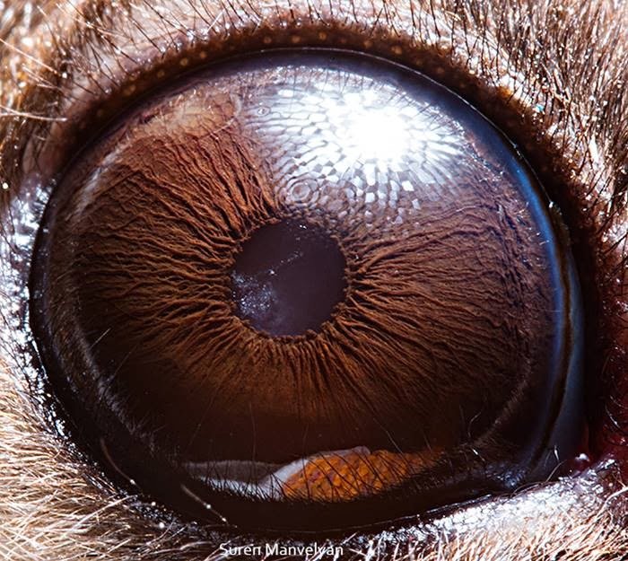 Flying possum - Animal Eye Photography by Suren Manvelyan