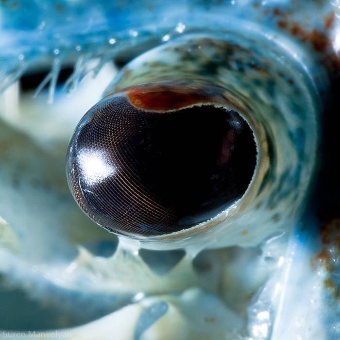 Blue crayfish - Animal Eye Photography by Suren Manvelyan