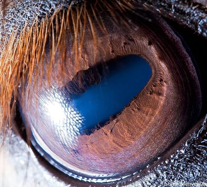 Horse - Animal Eye Photography by Suren Manvelyan