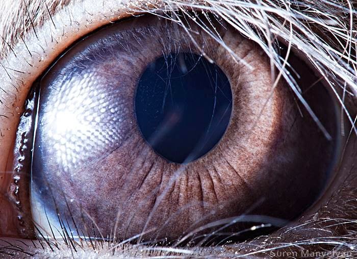 Rabbit - Animal Eye Photography by Suren Manvelyan