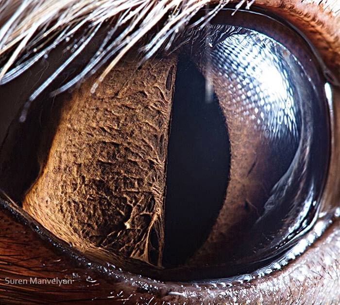 Fennec fox - Animal Eye Photography by Suren Manvelyan