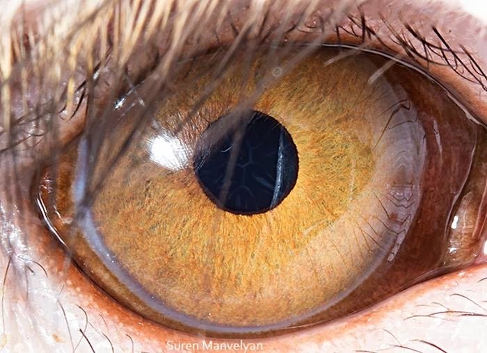 Macaca rezus - Animal Eye Photography by Suren Manvelyan