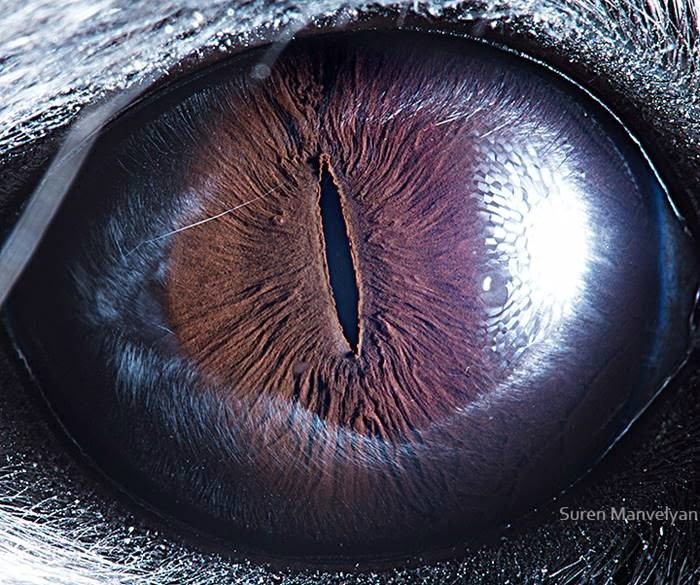 Chinchilla - Animal Eye Photography by Suren Manvelyan