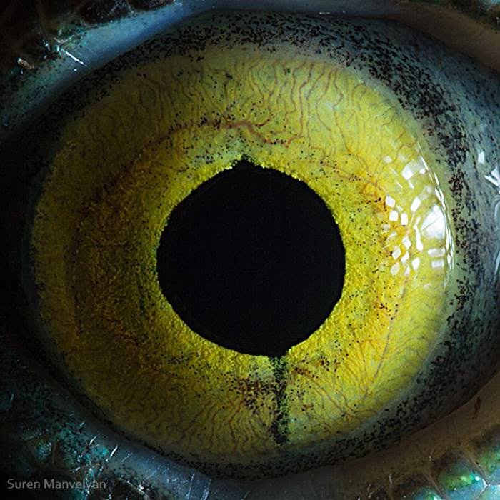 Basiliscus lizard - Animal Eye Photography by Suren Manvelyan
