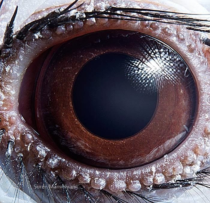 Tockus bird - Animal Eye Photography by Suren Manvelyan