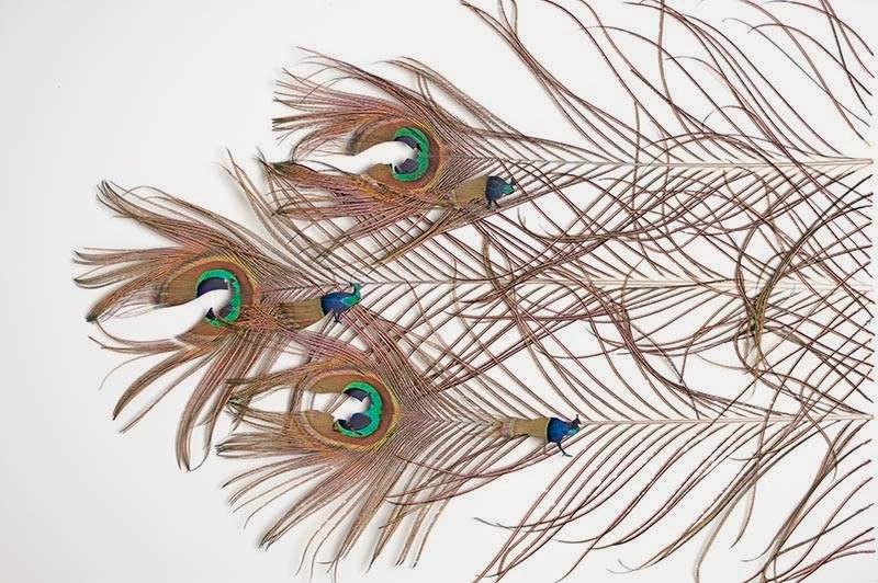 Feather Art by Chris Maynard: Hidden Beauty of Nature