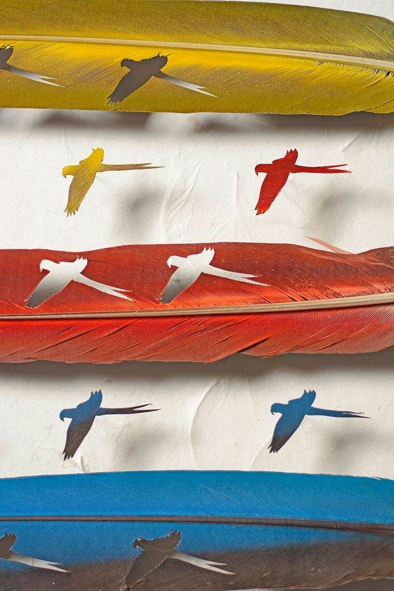Feather Art by Chris Maynard: Hidden Beauty of Nature
